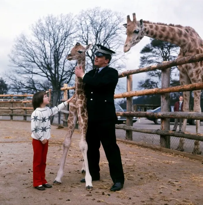 Framed Print : P. C. Jack McGregor with his daughter Catriona and a Baby Giraffe at Blair Drummond Safari