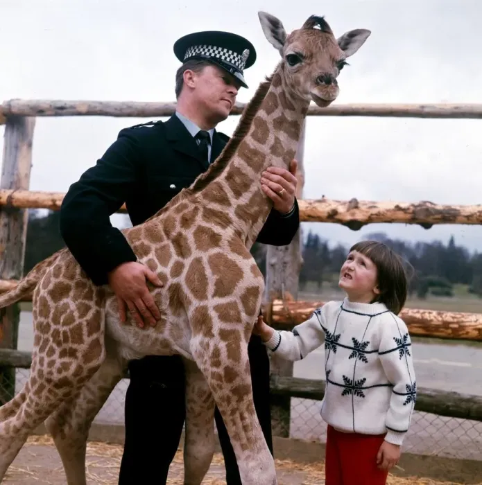 Framed Print : P. C. Jack McGregor with his daughter Catriona and a Baby Giraffe at Blair Drummond Safari