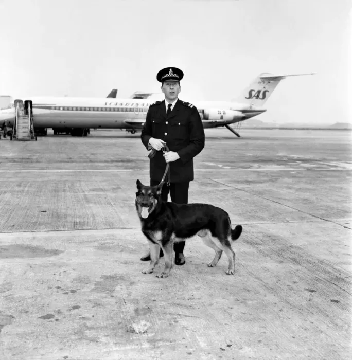 Framed Print : P. C. Peter Sutton and Police Dog. Febraury 1975 75-00646-001 Framed Print : P. C. Peter Sutton and Police Dog. Febraury 1975 75-00646-001