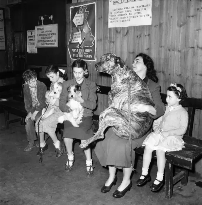 Framed Print : P. D. S. A. Dispensary. Women queing with her Great dane dog waiting to see a vet