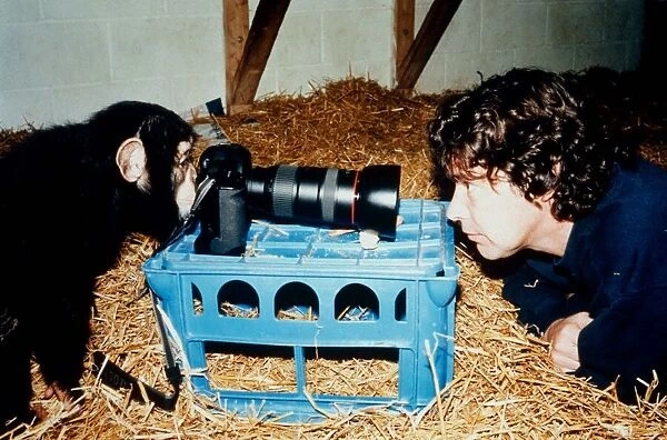 Paco the chimp is setting up the photographic equipment at the Monkey World Rescue Centre
