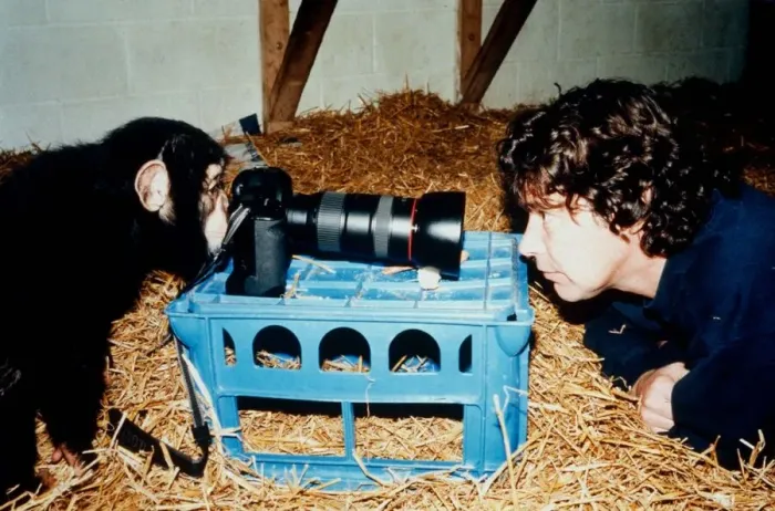Framed Print : Paco the chimp is setting up the photographic equipment at the Monkey World Rescue Centre Framed Print : Paco the chimp is setting up the photographic equipment at the Monkey World Rescue Centre