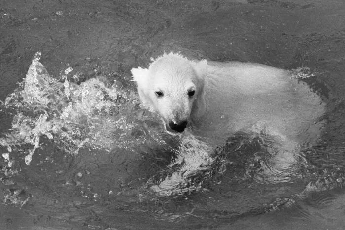 Framed Print : Paddiwack the London Zoo Polar Bear cub takes his first plunge into his pool Framed Print : Paddiwack the London Zoo Polar Bear cub takes his first plunge into his pool