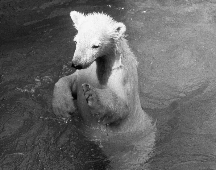 Framed Print : Paddiwack the London Zoo Polar Bear cub takes his first plunge into his pool Framed Print : Paddiwack the London Zoo Polar Bear cub takes his first plunge into his pool