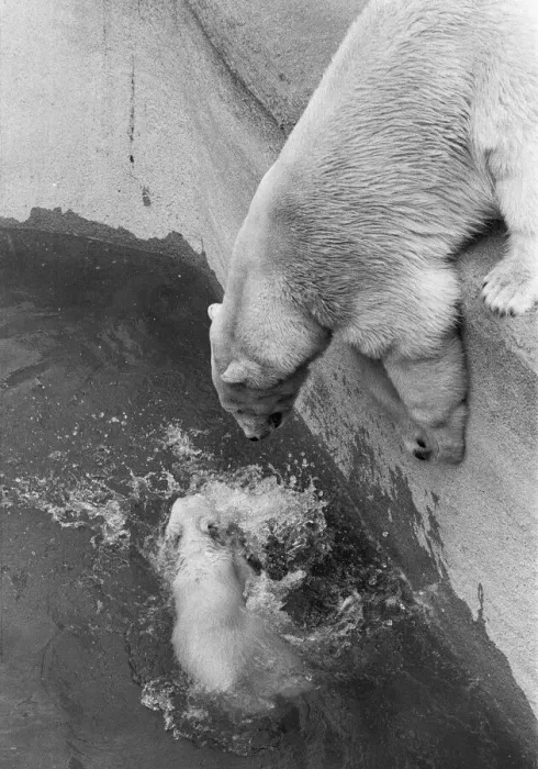Framed Print : Paddiwack the London Zoo Polar Bear cub takes his first plunge into his pool