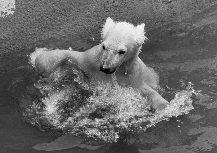 Framed Print : Paddiwack the London Zoo Polar Bear cub takes his first plunge into his pool Framed Print : Paddiwack the London Zoo Polar Bear cub takes his first plunge into his pool