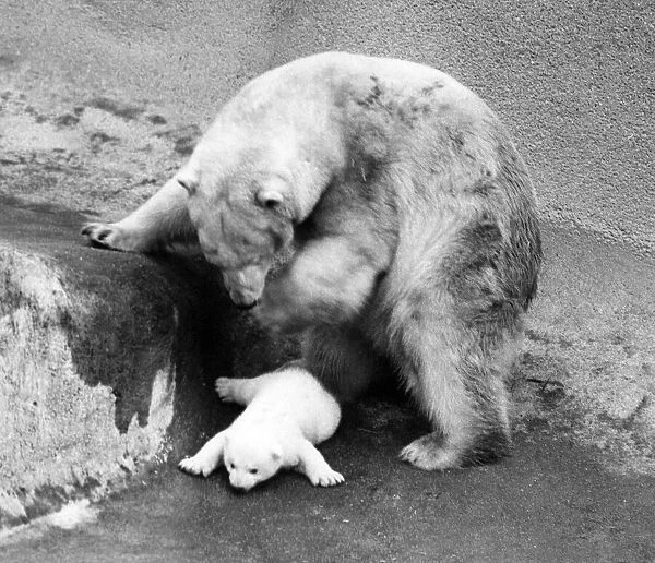 Paddiwack polar bear cub with his mother Sally at London Zoo