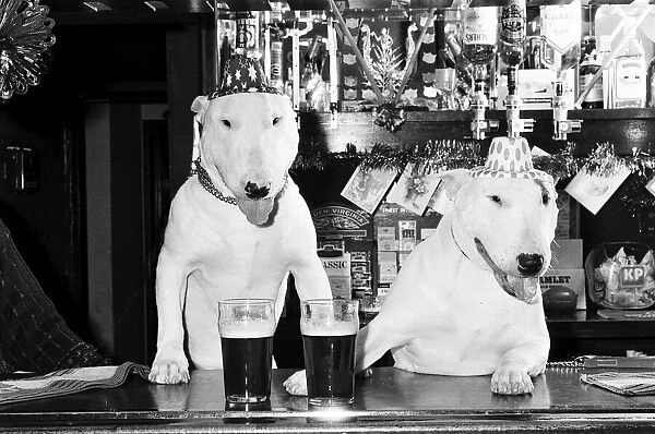 A pair of bull terriers seen here enjoying a couple of pints of stout at their local pub
