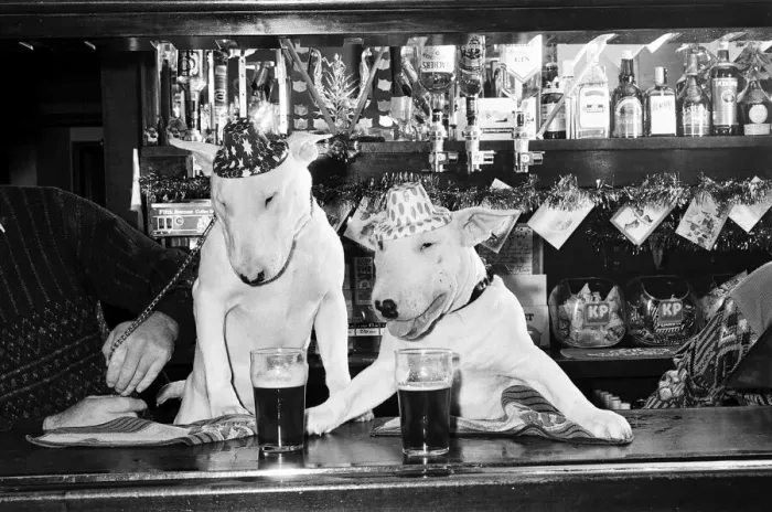 Framed Print : A pair of bull terriers seen here enjoying a couple of pints of stout at their local pub