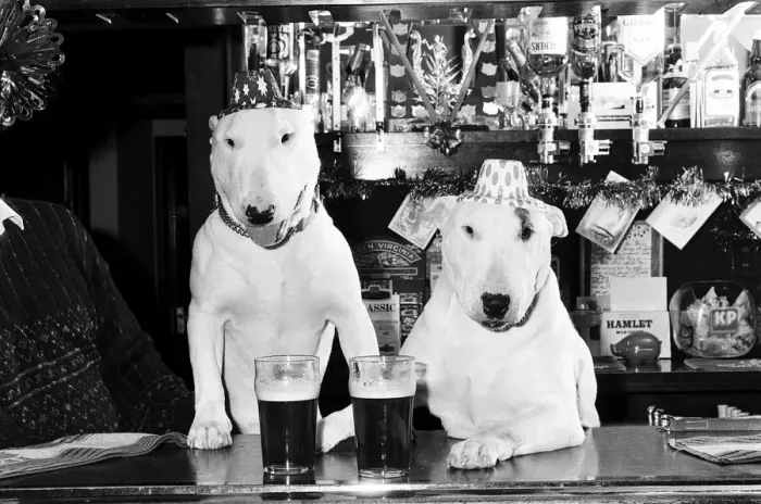 Framed Print : A pair of bull terriers seen here enjoying a couple of pints of stout at their local pub Framed Print : A pair of bull terriers seen here enjoying a couple of pints of stout at their local pub