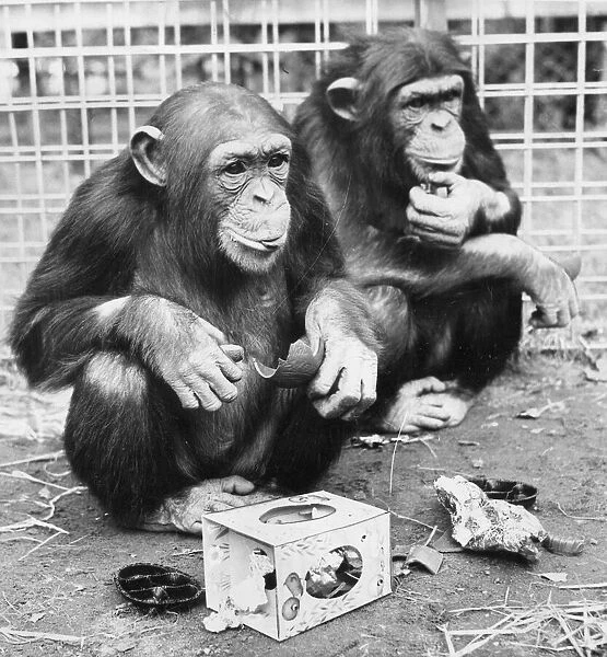 A pair of chimps enjoy an Easter Egg