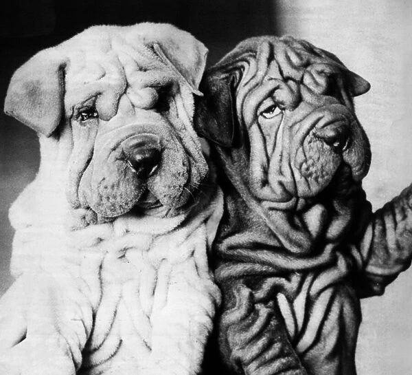 Pair of Chinese Shar-Pei dogs
