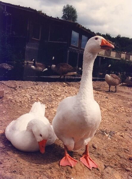 A pair of domestic geese