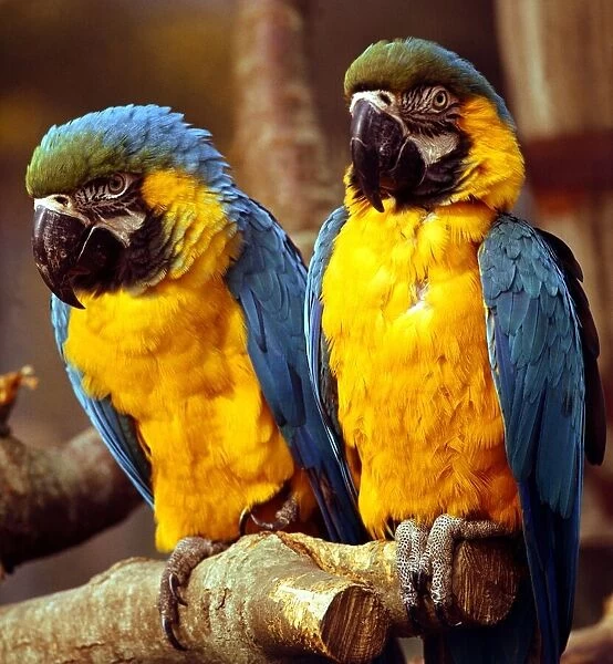 A pair of macaws perched on a branch February 1989
