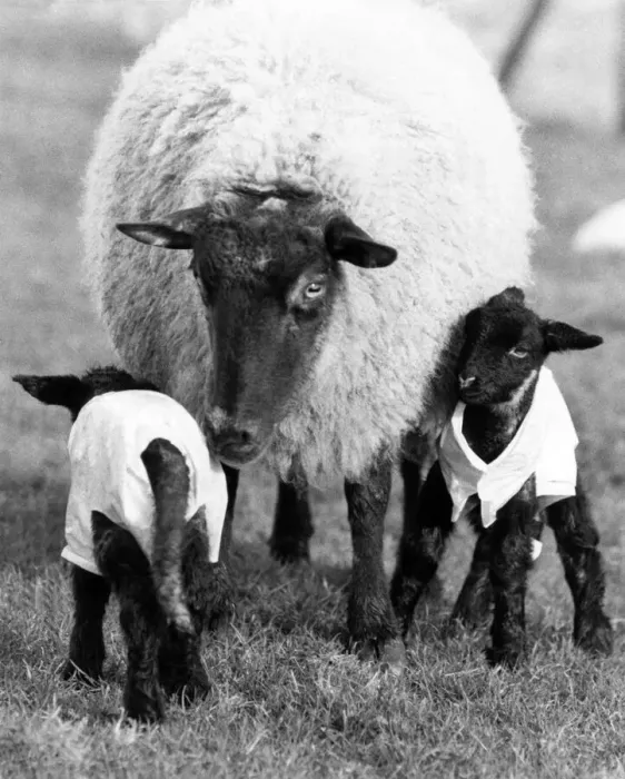Framed Print : A pair of new-born lambs stand unsteadily in a field dressed in plastic macks Framed Print : A pair of new-born lambs stand unsteadily in a field dressed in plastic macks
