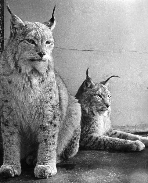 A pair of Northern Lynx in offending mood. April 1939 P004175