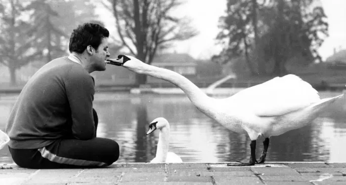 Framed Print : A pair of swans called George and Mildred have taken over the outdoor swimming pool