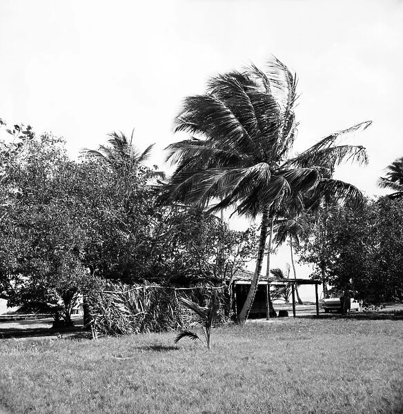 Palm Trees and Beach House in Tobago. May 1960 M4289-001