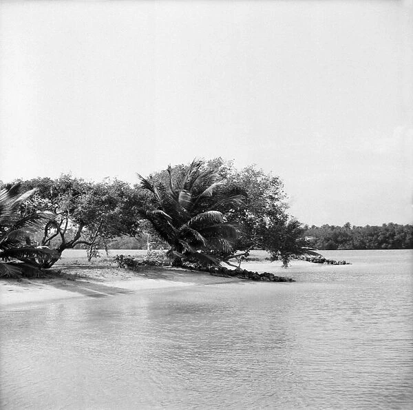 Palm Trees and Beach House in Tobago. May 1960 M4289-002