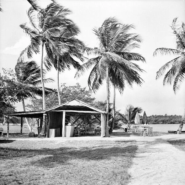 Palm Trees and Beach House in Tobago. May 1960 M4289-003