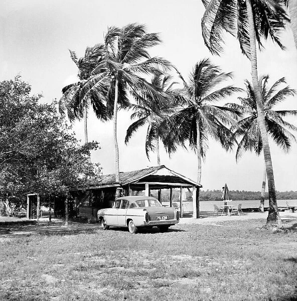 Palm Trees and Beach House in Tobago. May 1960 M4289-005