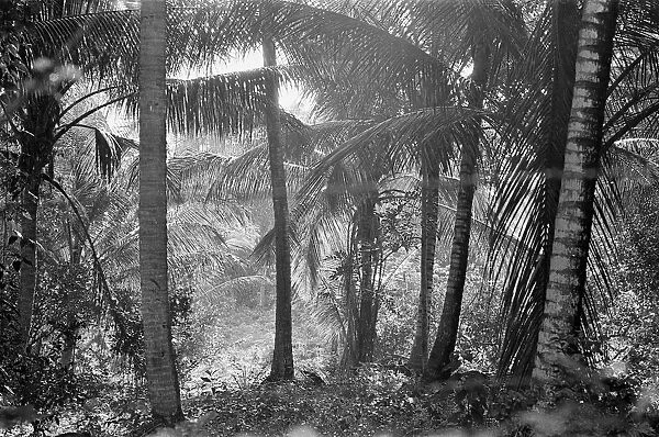 Palm trees, West Indies, February 1965
