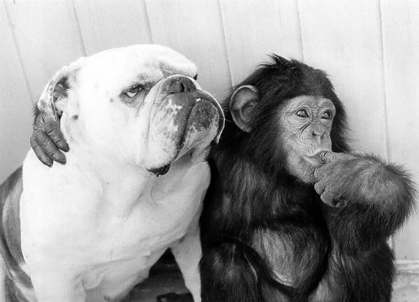 Pals... Sparky the chimp and Susie the bulldog. January 1976 P000321