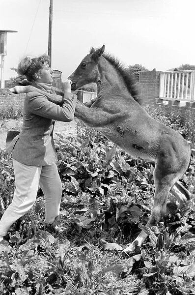 Pam Barrows seen here with foal called Miracle. June 1961 C65-005