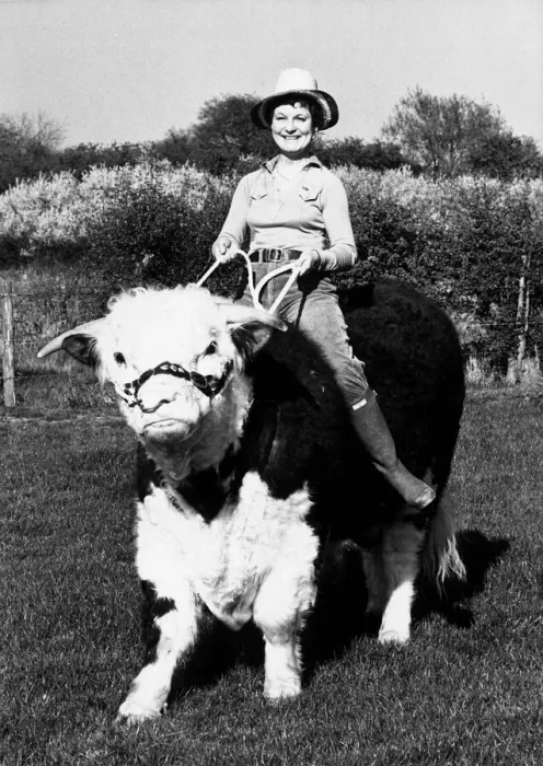 Framed Print : Pamela Noel is taking one of her Hereford bulls for a ride on ther farm near Reading