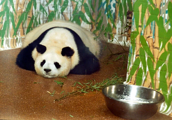 Panda bear Ming Ming from London Zoo is said to be pregnant. Bao Bao is the father