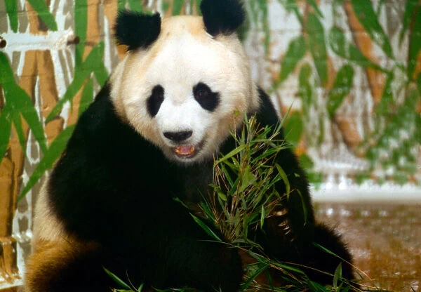 Panda bear sitting and eating bamboo and London Zoo June 1993