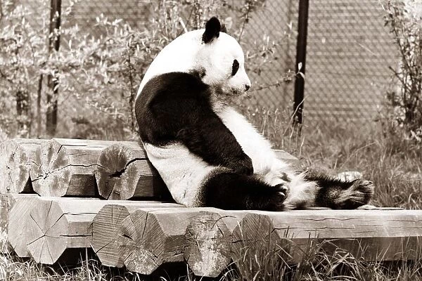 A panda sits and contemplates his day at the zoo, sitting on top of a pile of logs