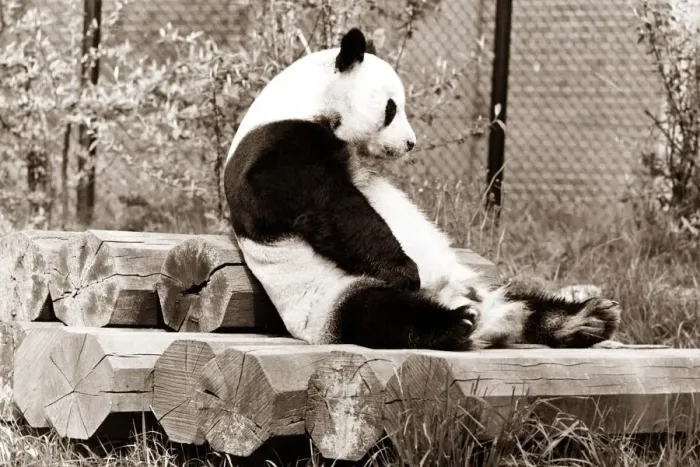 Framed Print : A panda sits and contemplates his day at the zoo, sitting on top of a pile of logs Framed Print : A panda sits and contemplates his day at the zoo, sitting on top of a pile of logs