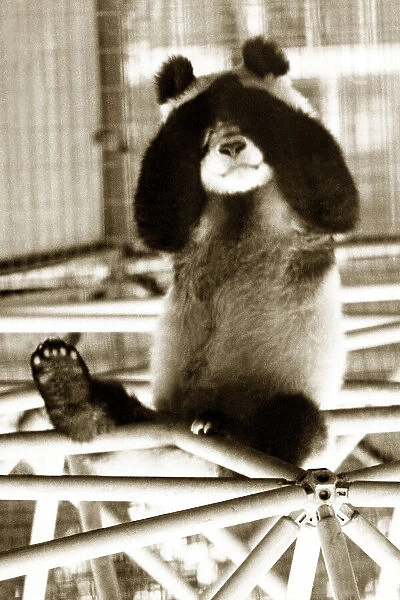 Panda sitting with his paws over his eyes. Circa 1980