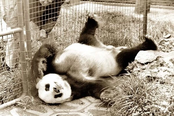 A panda sprawls out on the ground as he tries to get comfortable for a nap circa