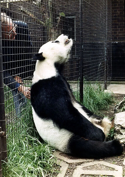 Pandas Chia Chia giant panda July 1988