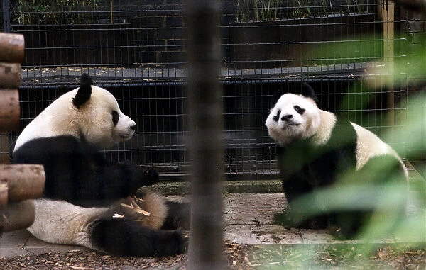 Pandas eating bamboo in their cage at the zoo. 21  /  04  /  1978