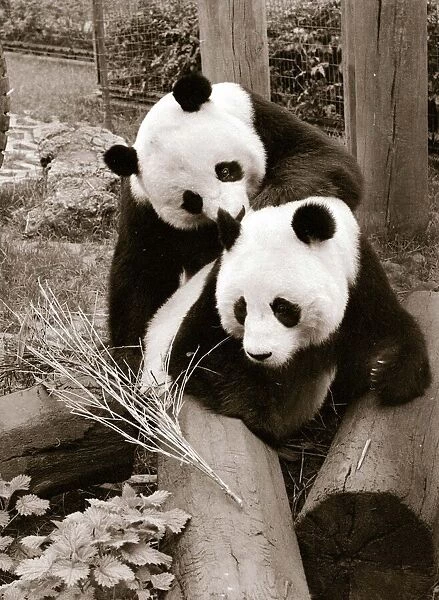 Pandas playing April 1978 A©Mirrorpix