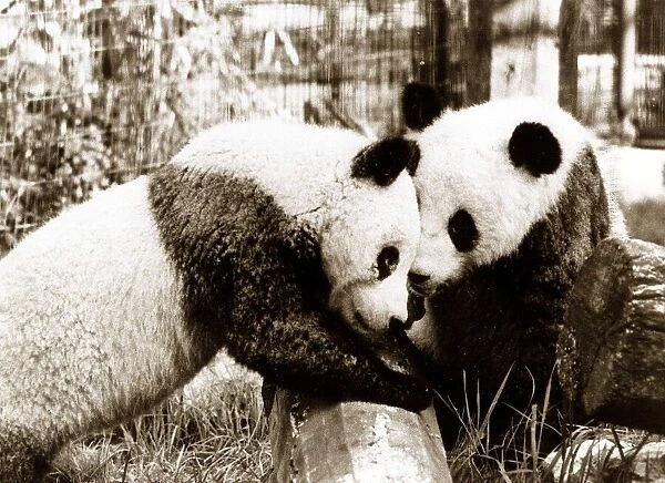 Pandas in the Zoo Circa 1955