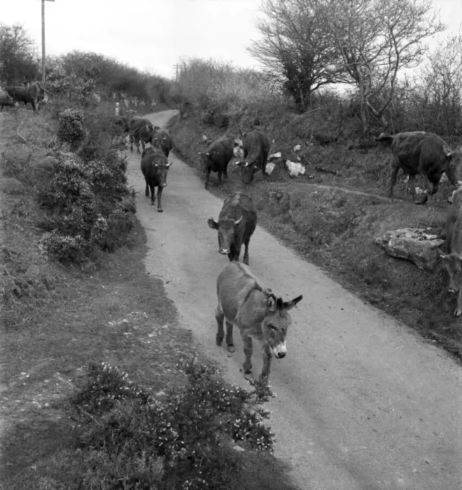 Framed Print : Pansy'the donkey leads the cows to milking sheds. April 1952 C1969 Framed Print : Pansy'the donkey leads the cows to milking sheds. April 1952 C1969