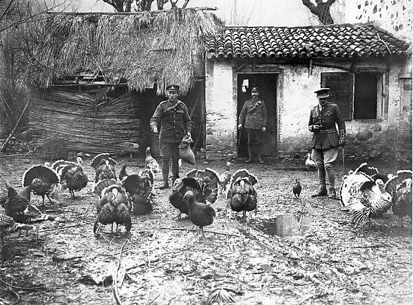 Their last parade. - The turkeys about to be commandeered to make dinner for our troops