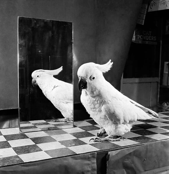 Parrot andthe mirror. Feburary 1953 D795-003