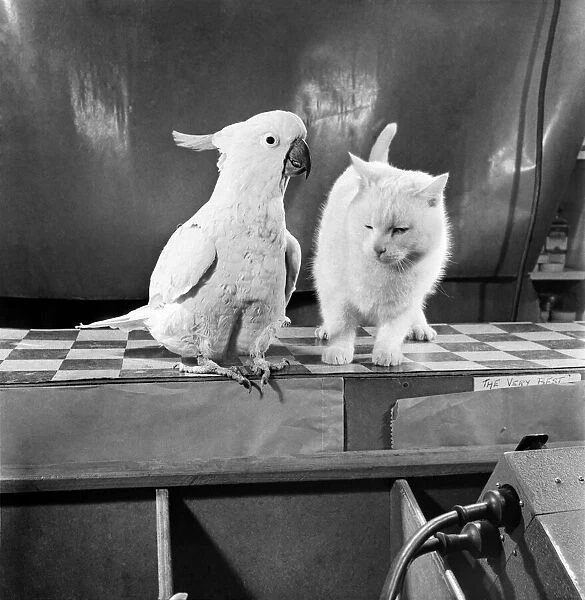 Parrot and cat. Feburary 1953 D795