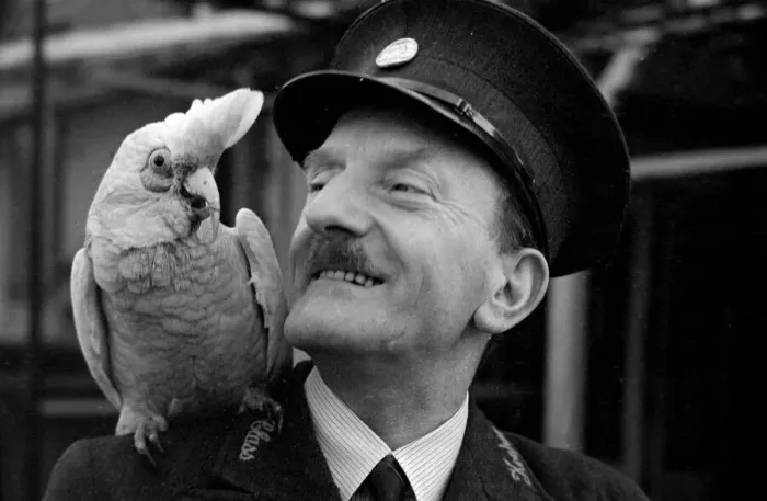 Framed Print : A Parrot with his keeper at London Zoo Circa 1938 Framed Print : A Parrot with his keeper at London Zoo Circa 1938