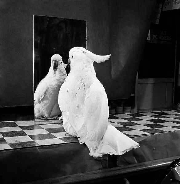 Parrot and the mirror. Feburary 1953 D795-001