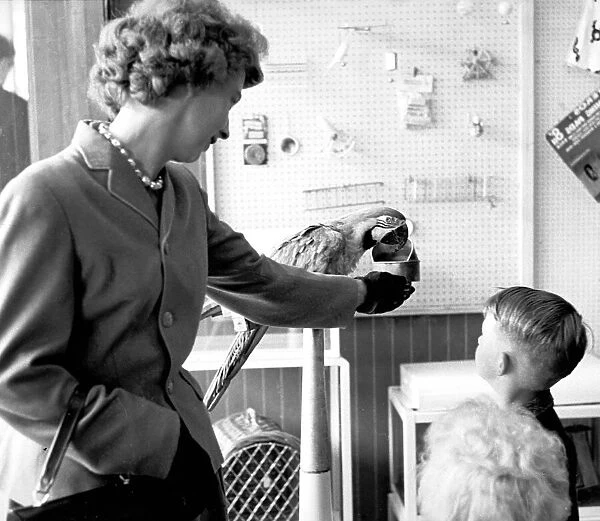 Parrot in pet shop watched by children, Coventry July 1962 Local Caption