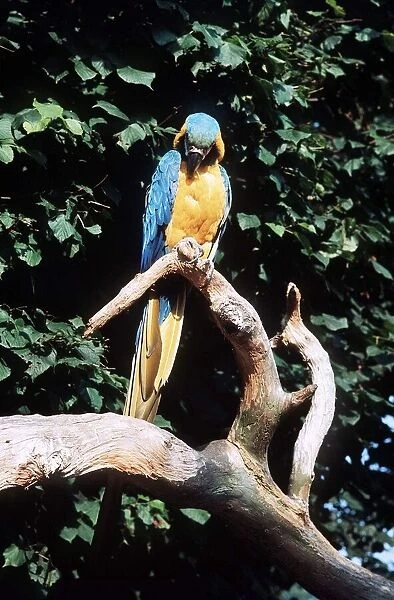 Parrots in Jersey - 1978