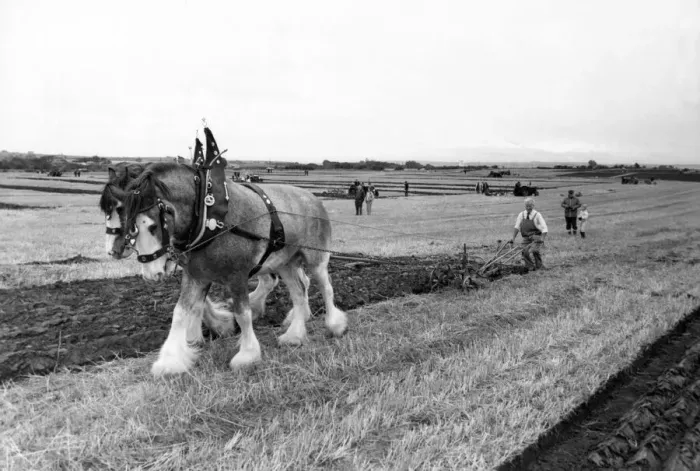 Framed Print : Participants at the Northern Counties ploughing match at Throckley in 1983 Framed Print : Participants at the Northern Counties ploughing match at Throckley in 1983