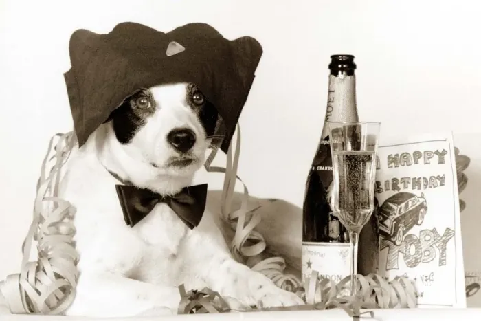 Framed Print : Party animal - Border Collie dog celebrating his borthday with a bottle of champagne