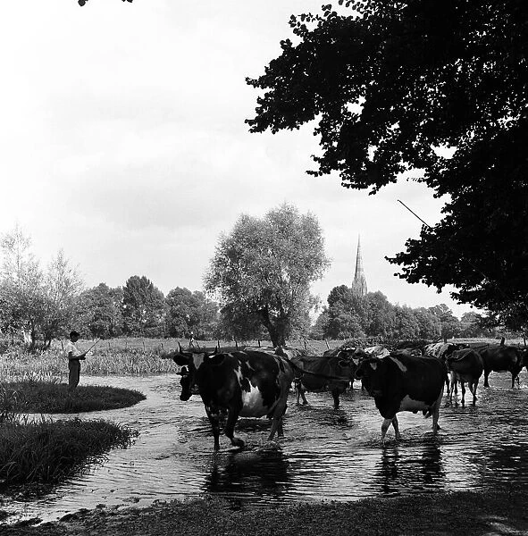 Pastoral scene - Salisbury, Wiltshire, A herdsboy leads the herd of cows along the river